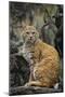 Bobcat on Rocks-DLILLC-Mounted Photographic Print