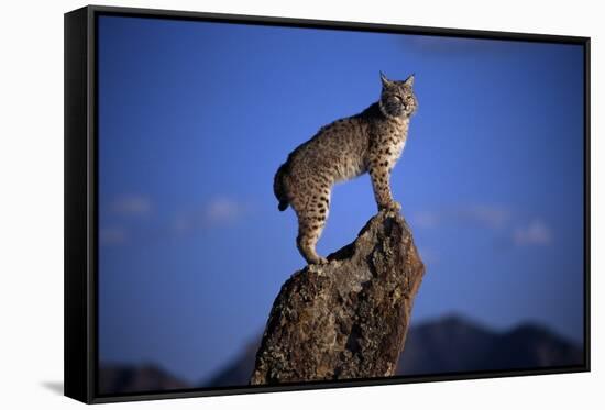 Bobcat Perched atop Rock-W^ Perry Conway-Framed Stretched Canvas
