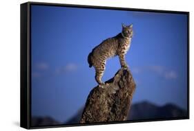 Bobcat Perched atop Rock-W^ Perry Conway-Framed Stretched Canvas