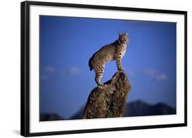 Bobcat Perched atop Rock-W^ Perry Conway-Framed Premium Photographic Print