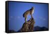 Bobcat Perched atop Rock-W^ Perry Conway-Framed Stretched Canvas