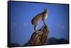 Bobcat Perched atop Rock-W^ Perry Conway-Framed Stretched Canvas