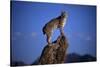 Bobcat Perched atop Rock-W^ Perry Conway-Stretched Canvas