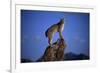 Bobcat Perched atop Rock-W^ Perry Conway-Framed Photographic Print