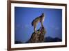 Bobcat Perched atop Rock-W^ Perry Conway-Framed Photographic Print