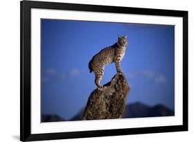 Bobcat Perched atop Rock-W^ Perry Conway-Framed Photographic Print