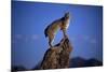 Bobcat Perched atop Rock-W^ Perry Conway-Mounted Photographic Print