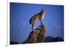 Bobcat Perched atop Rock-W^ Perry Conway-Framed Photographic Print