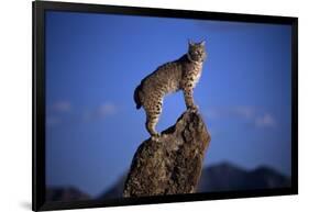 Bobcat Perched atop Rock-W^ Perry Conway-Framed Photographic Print