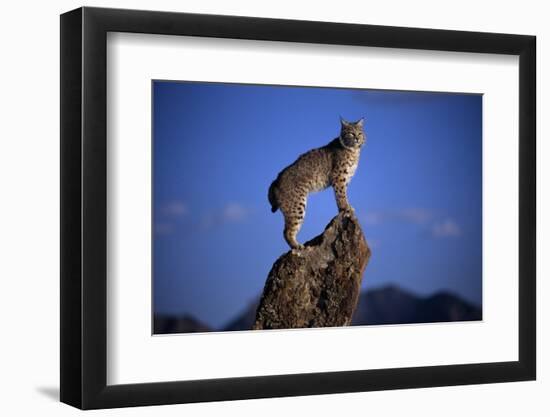 Bobcat Perched atop Rock-W^ Perry Conway-Framed Photographic Print