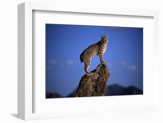 Bobcat Perched atop Rock-W^ Perry Conway-Framed Photographic Print