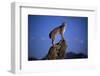 Bobcat Perched atop Rock-W^ Perry Conway-Framed Photographic Print