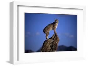 Bobcat Perched atop Rock-W^ Perry Conway-Framed Photographic Print