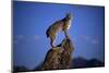 Bobcat Perched atop Rock-W^ Perry Conway-Mounted Photographic Print