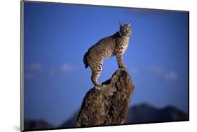 Bobcat Perched atop Rock-W^ Perry Conway-Mounted Photographic Print