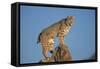 Bobcat Perched on Rocky Outcrop-W^ Perry Conway-Framed Stretched Canvas