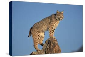 Bobcat Perched on Rocky Outcrop-W^ Perry Conway-Stretched Canvas