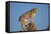 Bobcat Perched on Rocky Outcrop-W. Perry Conway-Framed Stretched Canvas