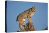 Bobcat Perched on Rocky Outcrop-W. Perry Conway-Stretched Canvas