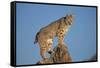 Bobcat Perched on Rocky Outcrop-W^ Perry Conway-Framed Stretched Canvas