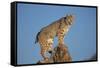 Bobcat Perched on Rocky Outcrop-W^ Perry Conway-Framed Stretched Canvas