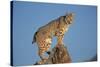 Bobcat Perched on Rocky Outcrop-W^ Perry Conway-Stretched Canvas