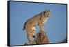 Bobcat Perched on Rocky Outcrop-W^ Perry Conway-Framed Stretched Canvas