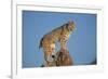 Bobcat Perched on Rocky Outcrop-W^ Perry Conway-Framed Photographic Print