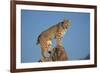 Bobcat Perched on Rocky Outcrop-W. Perry Conway-Framed Photographic Print