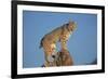 Bobcat Perched on Rocky Outcrop-W. Perry Conway-Framed Photographic Print