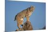 Bobcat Perched on Rocky Outcrop-W^ Perry Conway-Mounted Photographic Print