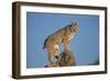 Bobcat Perched on Rocky Outcrop-W^ Perry Conway-Framed Photographic Print