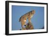 Bobcat Perched on Rocky Outcrop-W^ Perry Conway-Framed Photographic Print