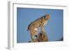 Bobcat Perched on Rocky Outcrop-W^ Perry Conway-Framed Photographic Print