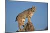 Bobcat Perched on Rocky Outcrop-W^ Perry Conway-Mounted Photographic Print