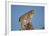 Bobcat Perched on Rocky Outcrop-W. Perry Conway-Framed Photographic Print