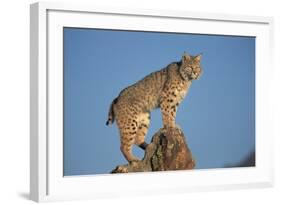 Bobcat Perched on Rocky Outcrop-W. Perry Conway-Framed Photographic Print