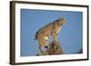 Bobcat Perched on Rocky Outcrop-W. Perry Conway-Framed Photographic Print