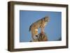 Bobcat Perched on Rocky Outcrop-W. Perry Conway-Framed Photographic Print