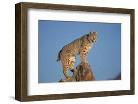 Bobcat Perched on Rocky Outcrop-W^ Perry Conway-Framed Photographic Print