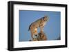 Bobcat Perched on Rocky Outcrop-W^ Perry Conway-Framed Photographic Print