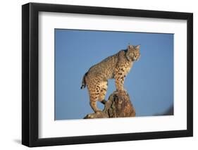 Bobcat Perched on Rocky Outcrop-W^ Perry Conway-Framed Photographic Print