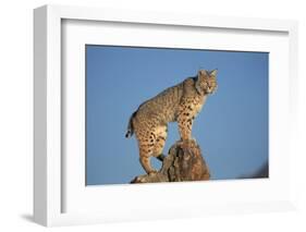 Bobcat Perched on Rocky Outcrop-W^ Perry Conway-Framed Photographic Print