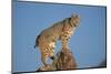 Bobcat Perched on Rocky Outcrop-W^ Perry Conway-Mounted Photographic Print
