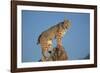 Bobcat Perched on Rocky Outcrop-W^ Perry Conway-Framed Photographic Print