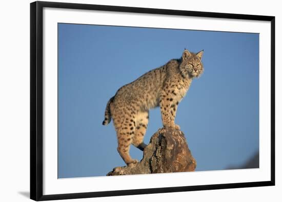 Bobcat Perched on Rocky Outcrop-W^ Perry Conway-Framed Photographic Print