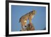 Bobcat Perched on Rocky Outcrop-W^ Perry Conway-Framed Photographic Print