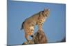 Bobcat Perched on Rocky Outcrop-W^ Perry Conway-Mounted Photographic Print