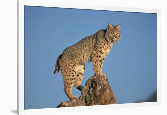 Bobcat Perched on Rocky Outcrop-W^ Perry Conway-Framed Photographic Print