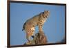 Bobcat Perched on Rocky Outcrop-W^ Perry Conway-Framed Photographic Print